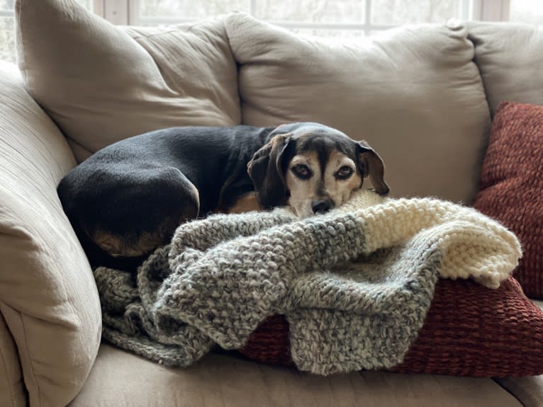 Lucy Hughes, a Beagle and Chihuahua mix tested with EmbarkVet.com