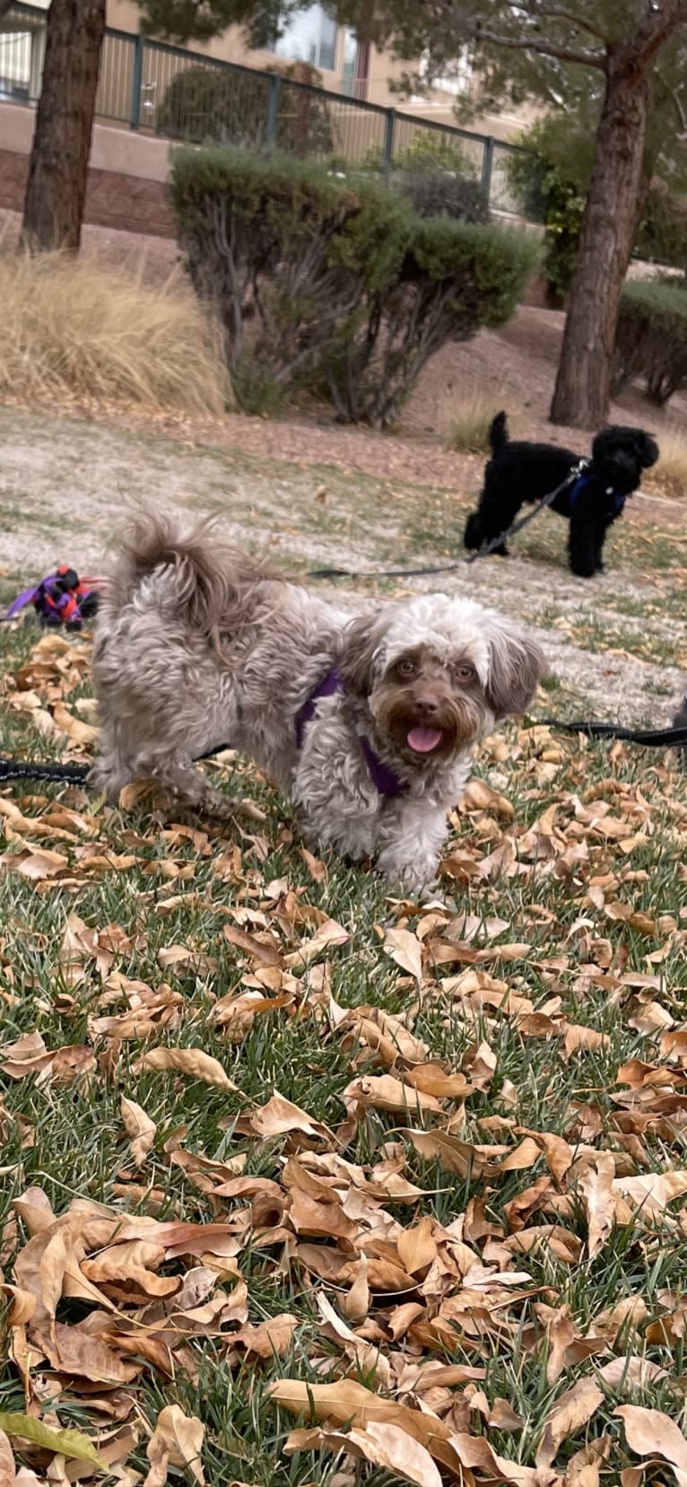 Coco, a Havanese tested with EmbarkVet.com