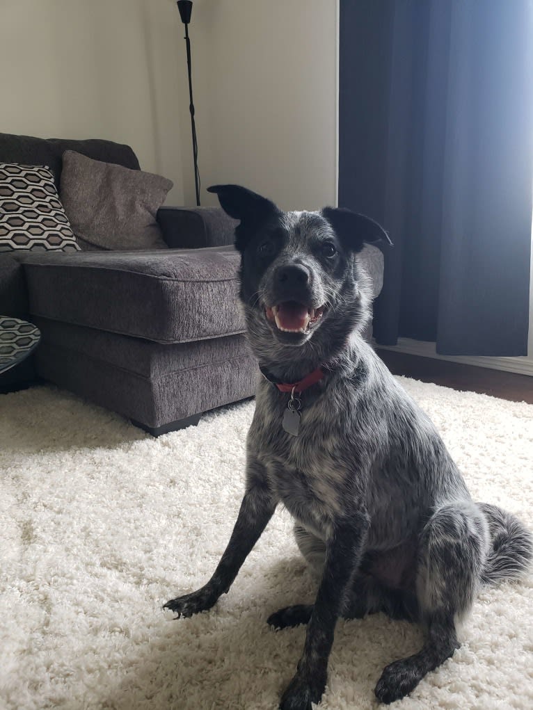 Apollo, a Border Collie and Australian Cattle Dog mix tested with EmbarkVet.com