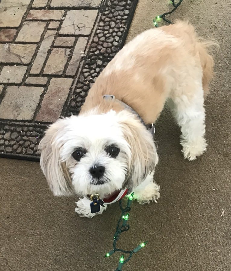 Leo, a Shih Tzu tested with EmbarkVet.com