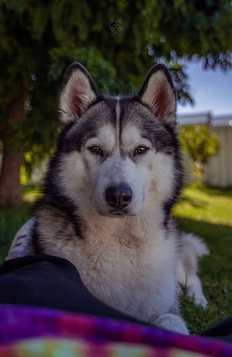 Apollo, a Samoyed and Siberian Husky mix tested with EmbarkVet.com