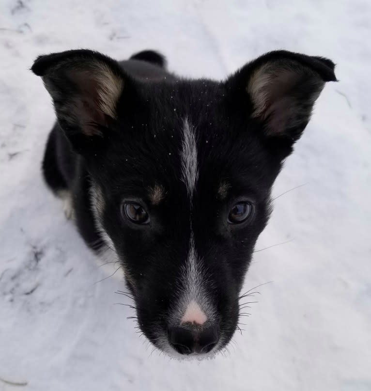 Nova, a Siberian Husky and German Shepherd Dog mix tested with EmbarkVet.com