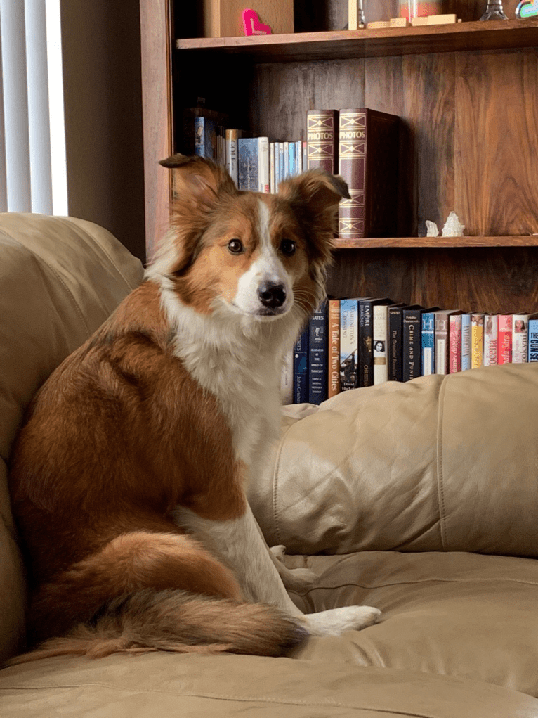 Ailsa, a Border Collie tested with EmbarkVet.com