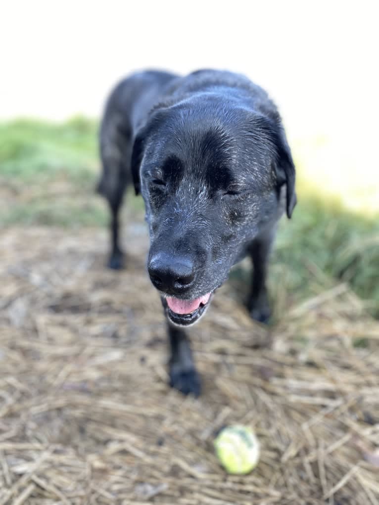 Ula, a Labrador Retriever and Saint Bernard mix tested with EmbarkVet.com