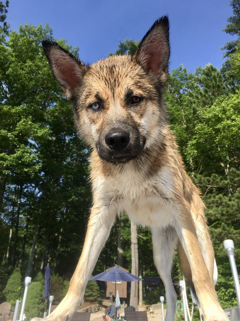Rhodesian ridgeback and husky mix 2025
