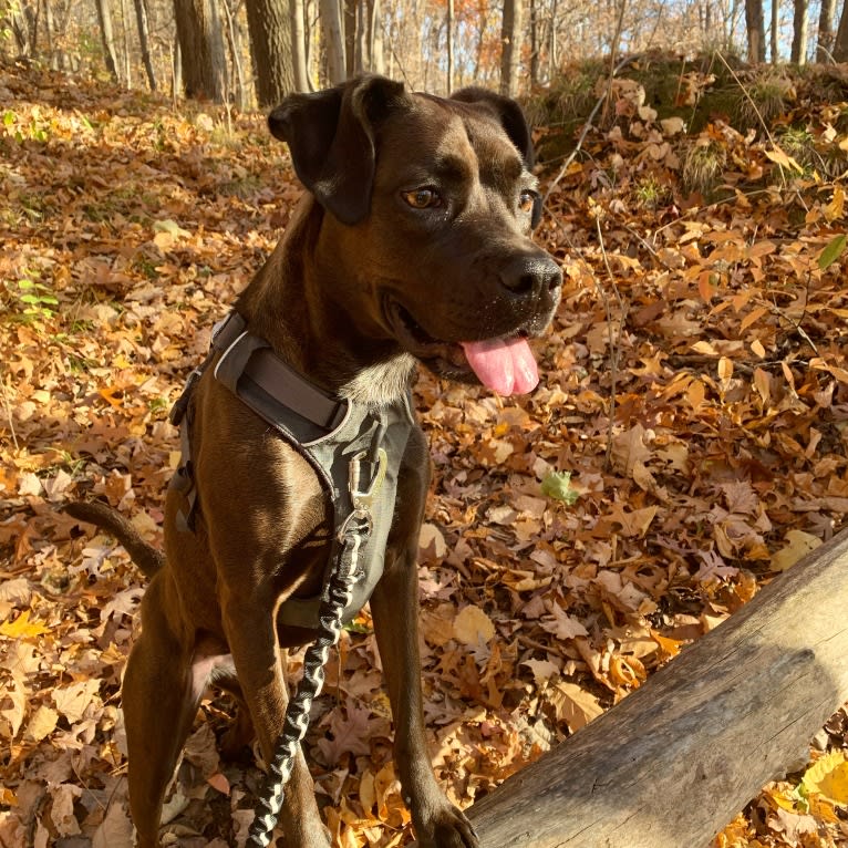 Lola, a Boston Terrier and American Pit Bull Terrier mix tested with EmbarkVet.com