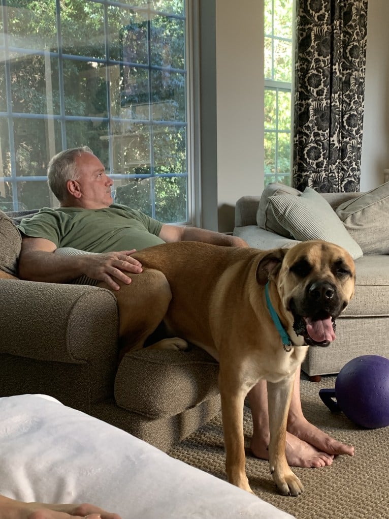 Baloo, a Cane Corso and Labrador Retriever mix tested with EmbarkVet.com