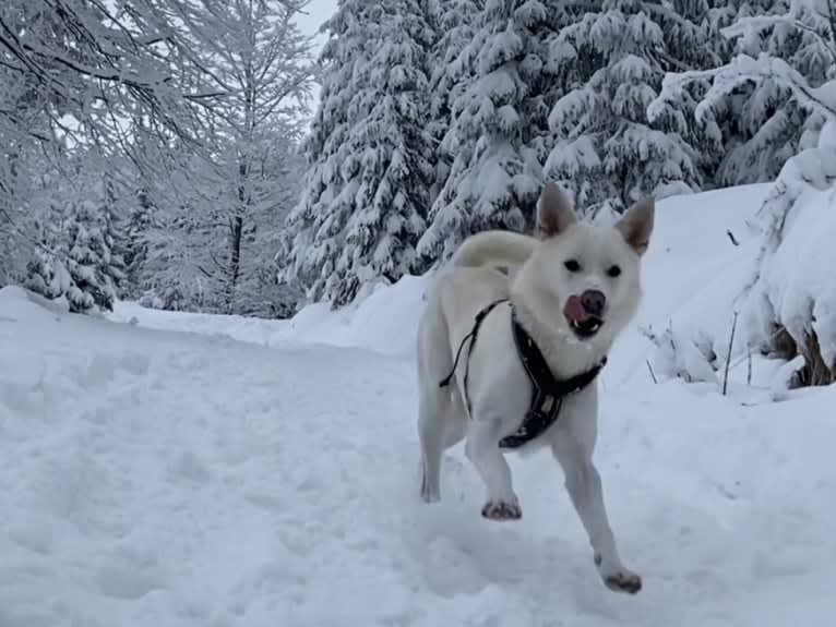 Calaf Storytelling, a Canaan Dog tested with EmbarkVet.com