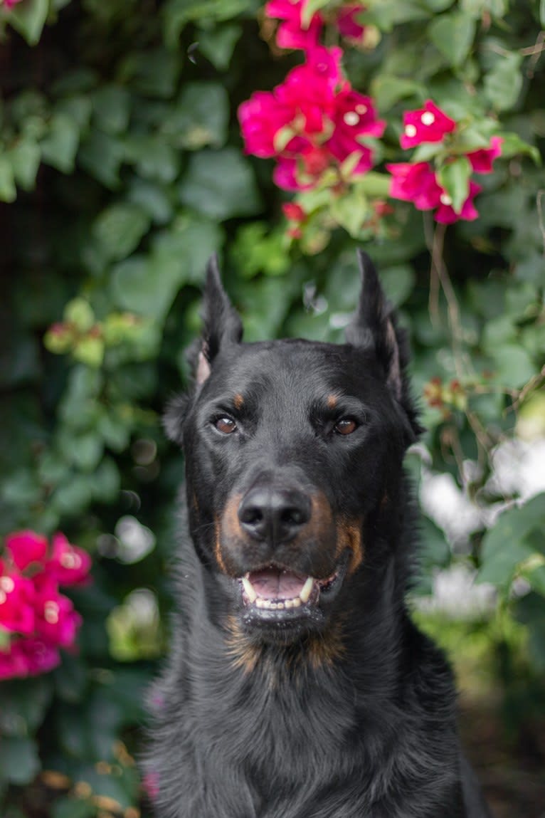 Kenai, a Beauceron tested with EmbarkVet.com