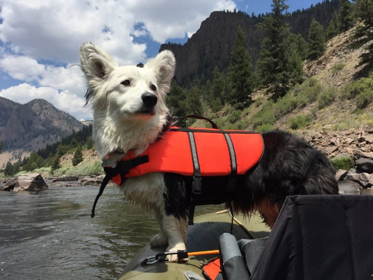 Wampi, a Cardigan Welsh Corgi tested with EmbarkVet.com