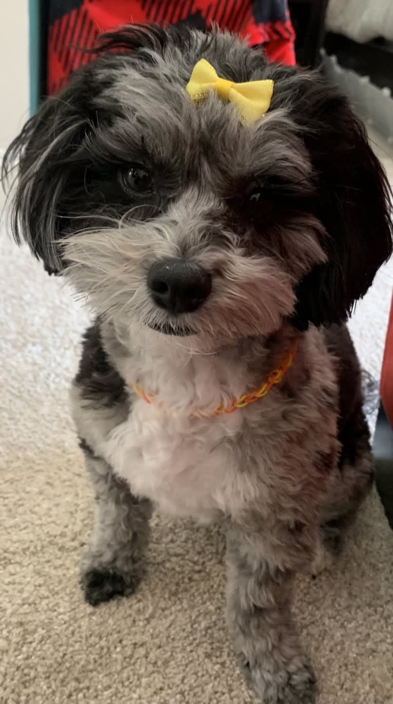 Bella, a Lhasa Apso and Poodle (Small) mix tested with EmbarkVet.com