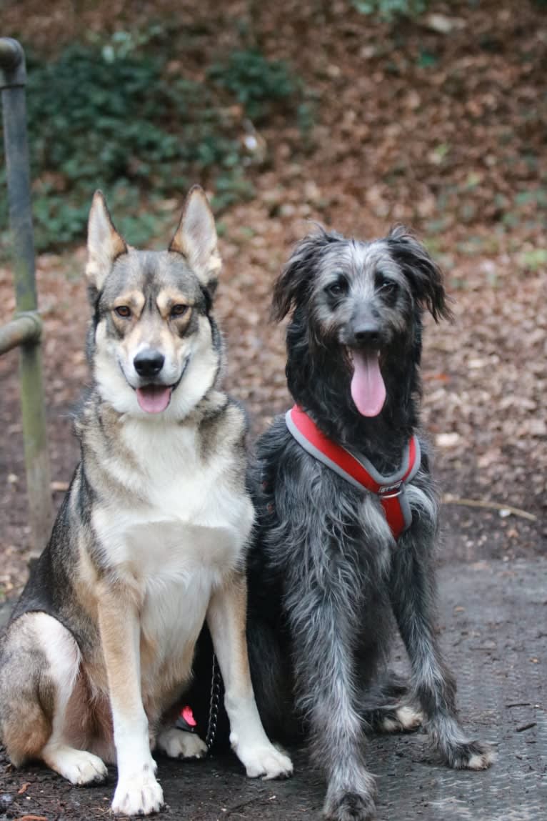 Lupin, a Greyhound and Border Collie mix tested with EmbarkVet.com