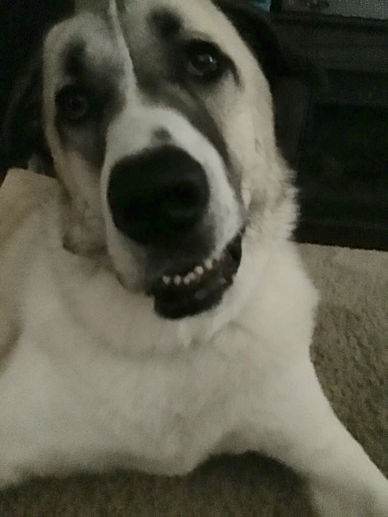 Winnie, an Anatolian Shepherd Dog and Great Pyrenees mix tested with EmbarkVet.com