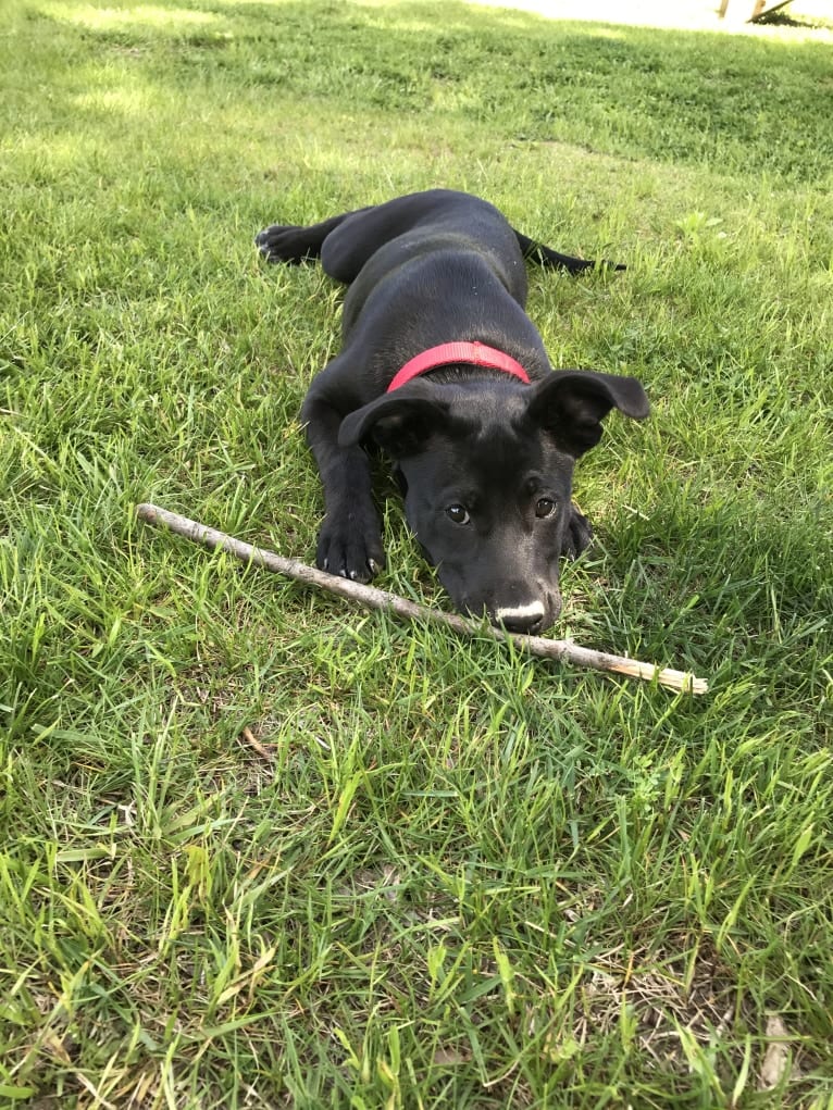 Ru, an American Pit Bull Terrier and German Shepherd Dog mix tested with EmbarkVet.com