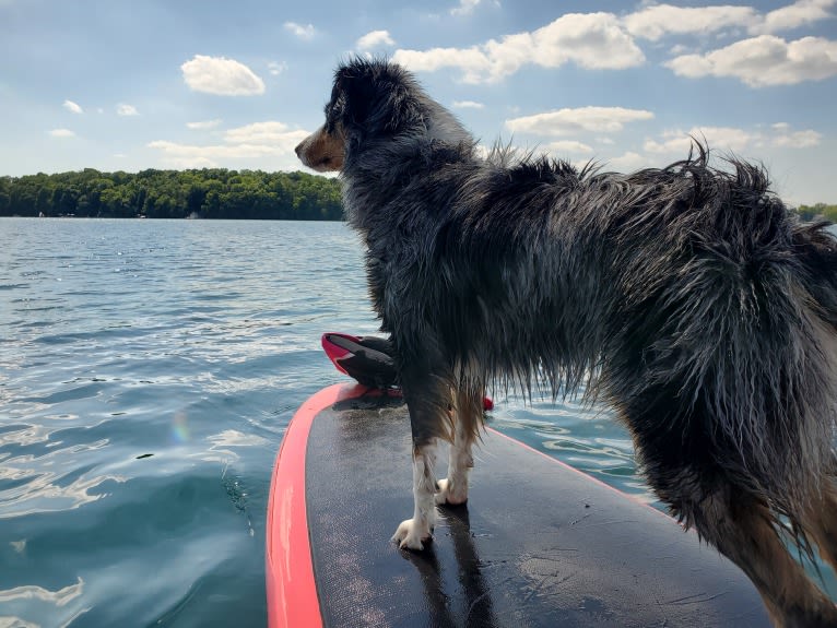 Ellie Einstein Cow Creek Aussies, an Australian Shepherd tested with EmbarkVet.com