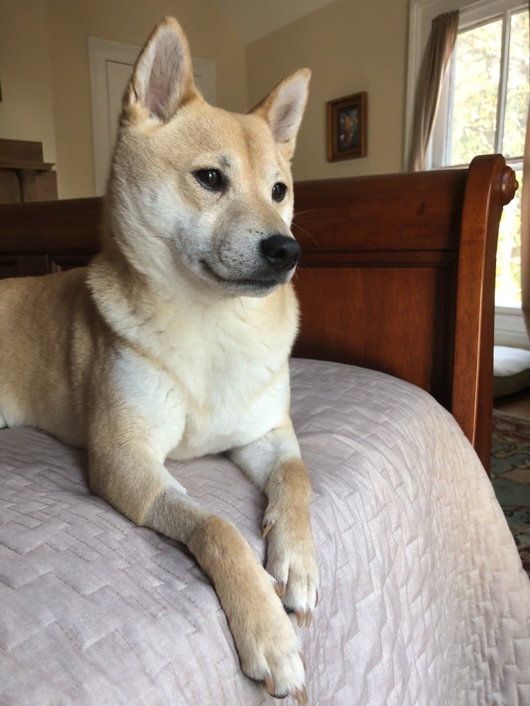 Cymba, a Shiba Inu tested with EmbarkVet.com