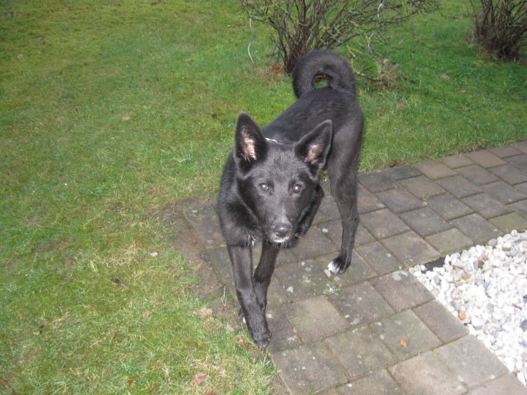 Strolch, a Canaan Dog tested with EmbarkVet.com