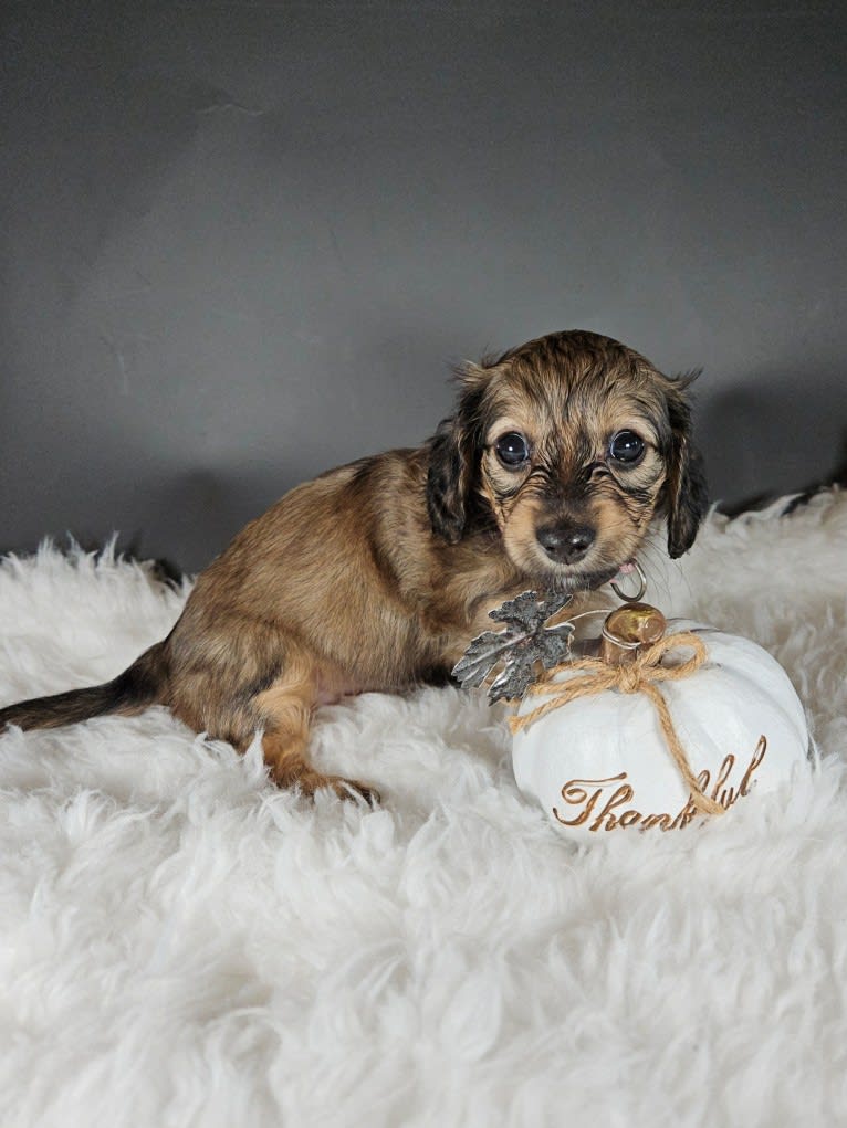 Mighty Aimee Rutledge, a Dachshund tested with EmbarkVet.com