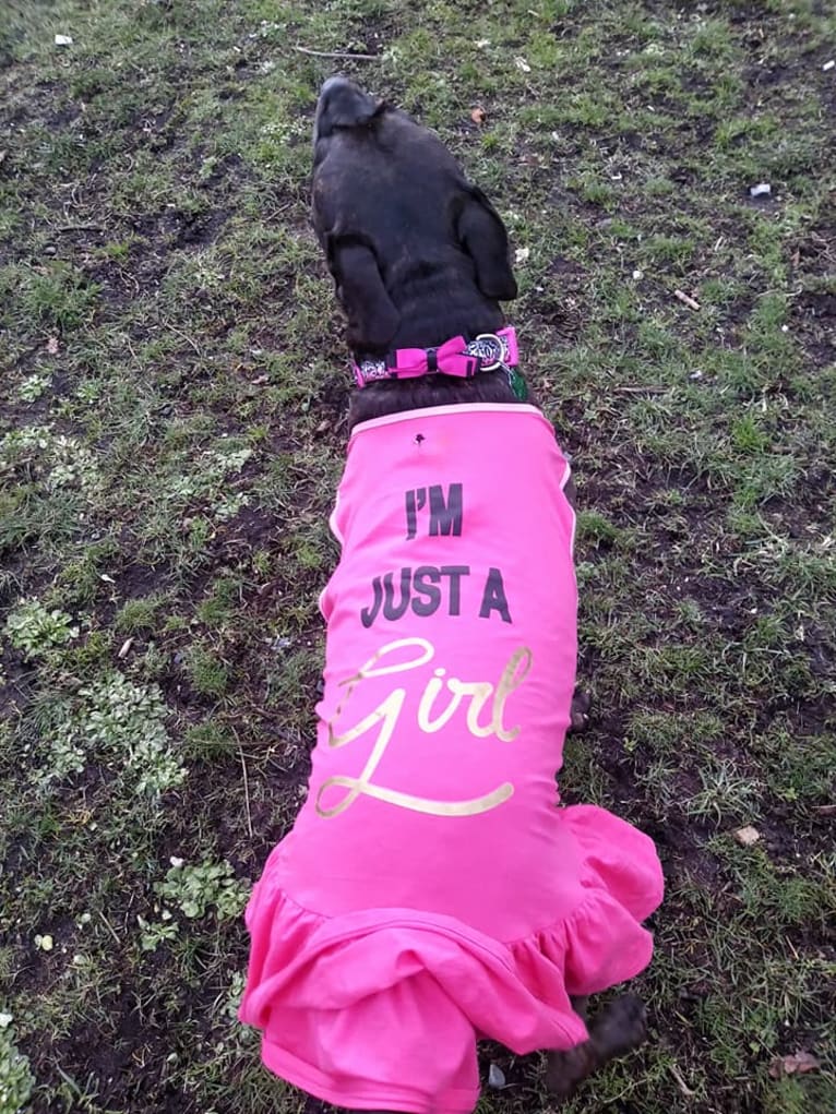 Luci Fur, an American Pit Bull Terrier and Rottweiler mix tested with EmbarkVet.com