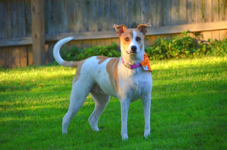 Rosebud, a Staffordshire Terrier and Labrador Retriever mix tested with EmbarkVet.com