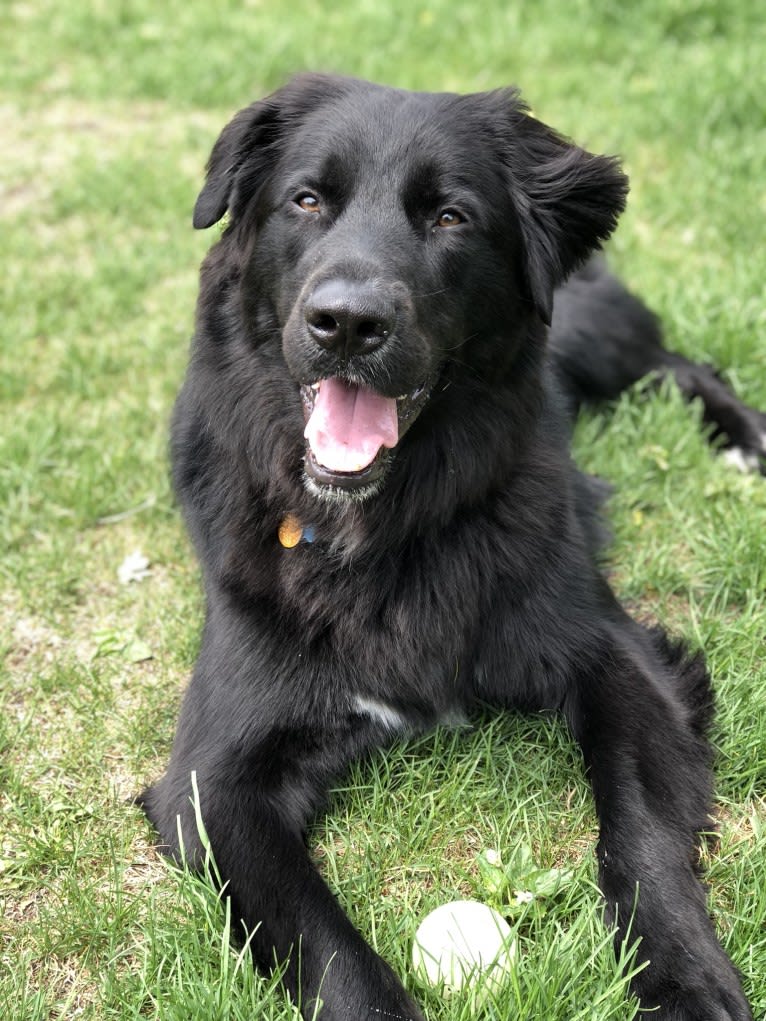 German shepherd springer spaniel mix clearance
