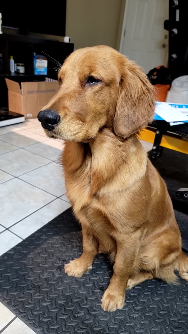 Maya, a Golden Retriever tested with EmbarkVet.com