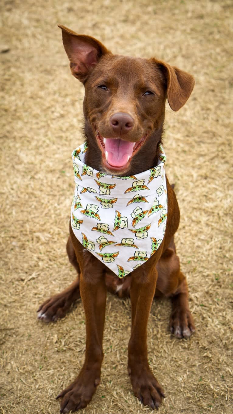 Ollie, an American Pit Bull Terrier and Beagle mix tested with EmbarkVet.com