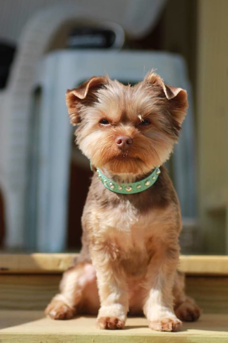 Gremlin, a Yorkshire Terrier tested with EmbarkVet.com