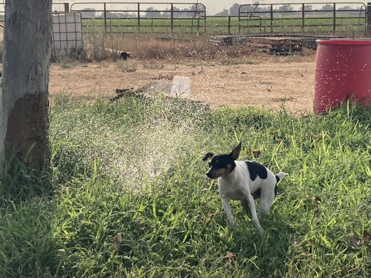 YRR Violet, a Toy Fox Terrier tested with EmbarkVet.com