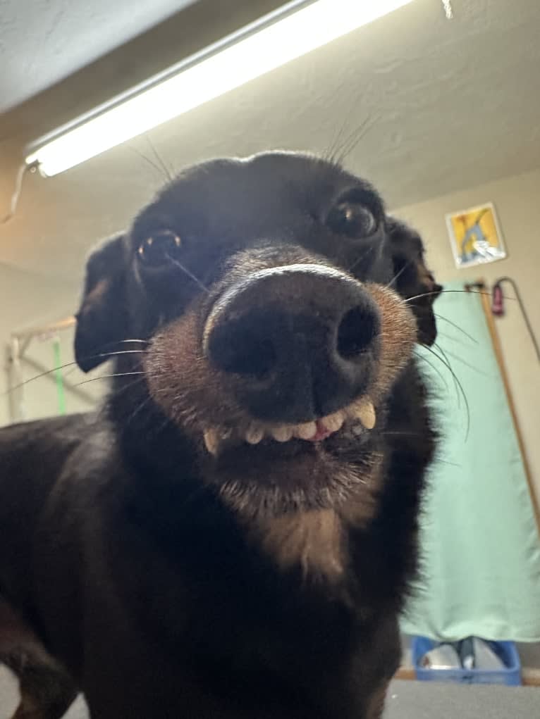Elfie, a Shetland Sheepdog and Manchester Terrier (Toy) mix tested with EmbarkVet.com