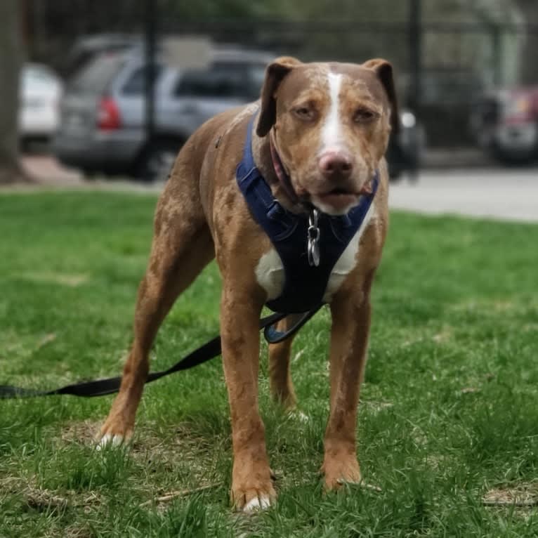 Rescue dog, an American Pit Bull Terrier and Labrador Retriever mix tested with EmbarkVet.com