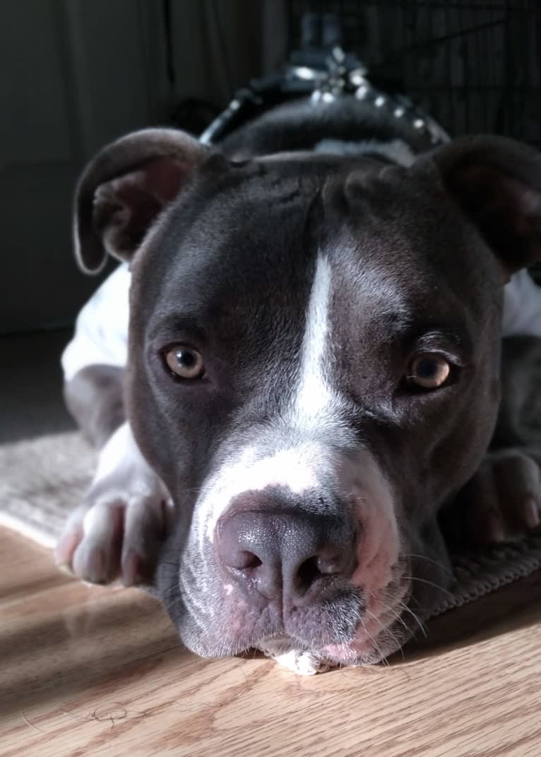MaSiWei, an American Bully tested with EmbarkVet.com
