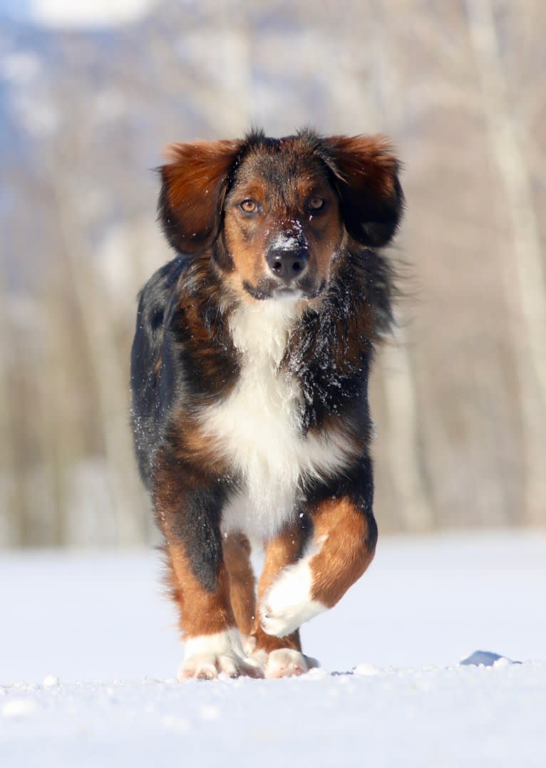 Burley, an English Shepherd tested with EmbarkVet.com