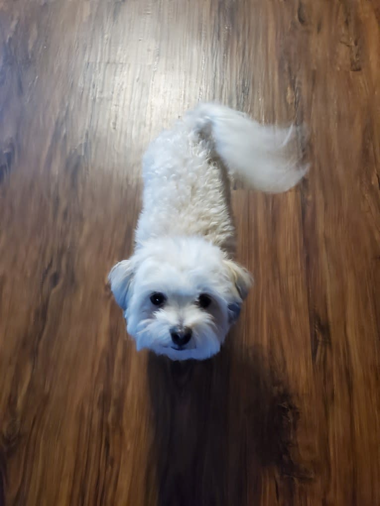 Peach, a Havanese and Bichon Frise mix tested with EmbarkVet.com