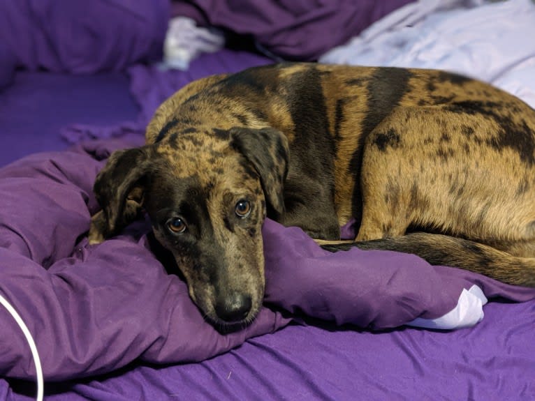 Blake, an American Bully and Dachshund mix tested with EmbarkVet.com