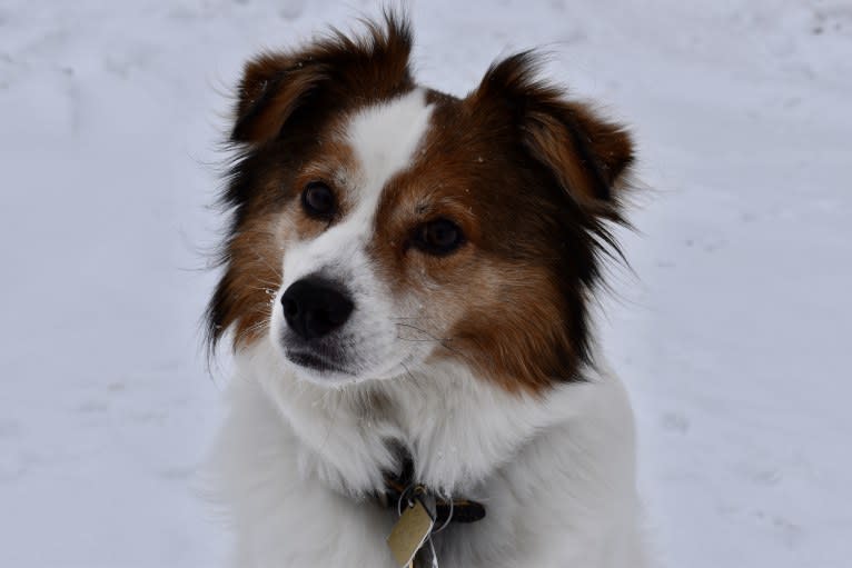 Cooper, an Australian Cattle Dog and Shih Tzu mix tested with EmbarkVet.com