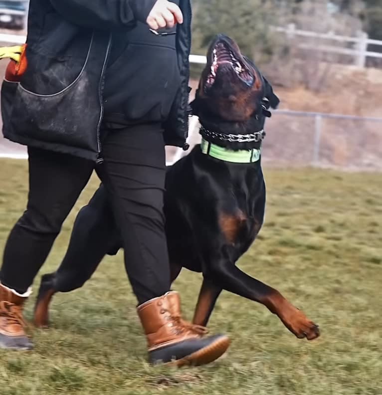 Kratos Raiju, a Rottweiler tested with EmbarkVet.com