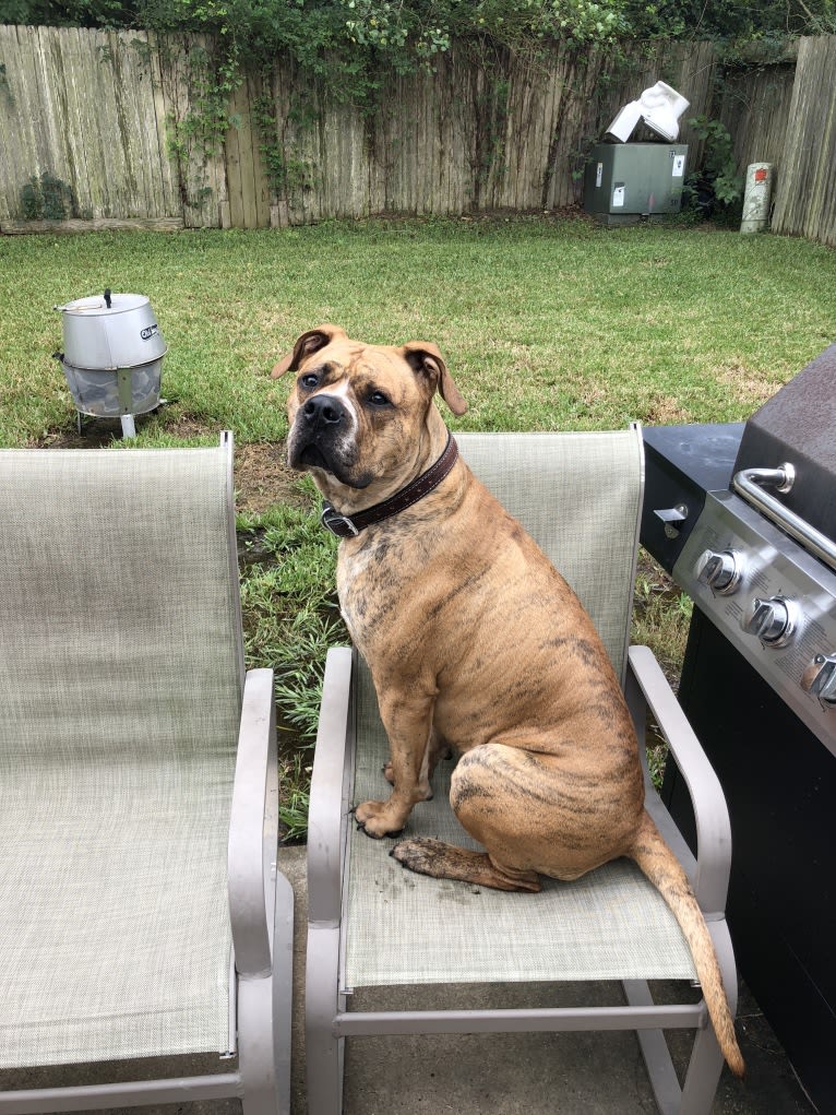 Mikey, an American Bulldog tested with EmbarkVet.com