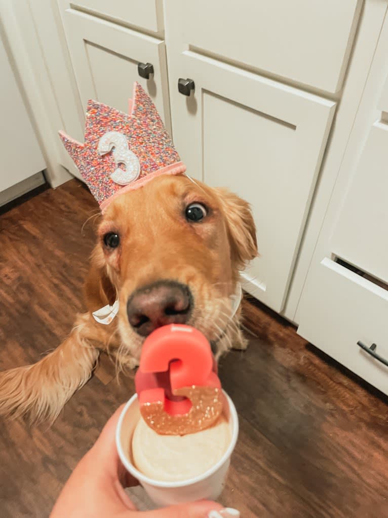 Emmie, a Golden Retriever tested with EmbarkVet.com