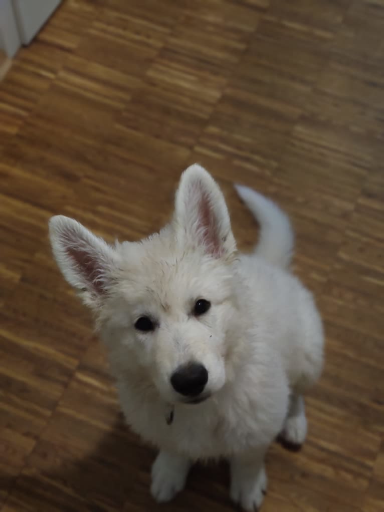 Yuna, a White Shepherd tested with EmbarkVet.com