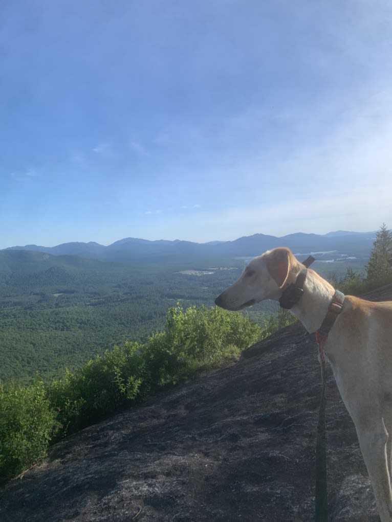 Adobo, a Saluki tested with EmbarkVet.com