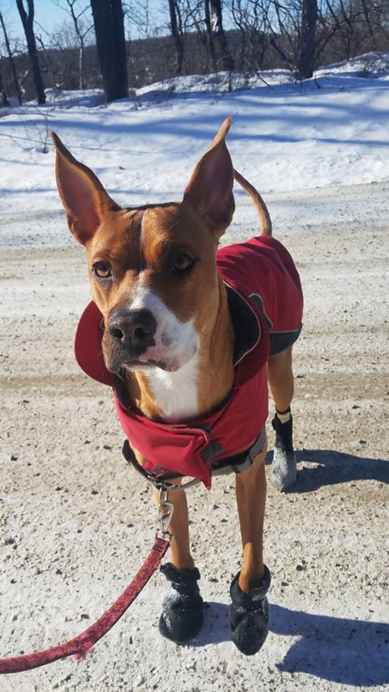 Lulu, an American Pit Bull Terrier and Boxer mix tested with EmbarkVet.com