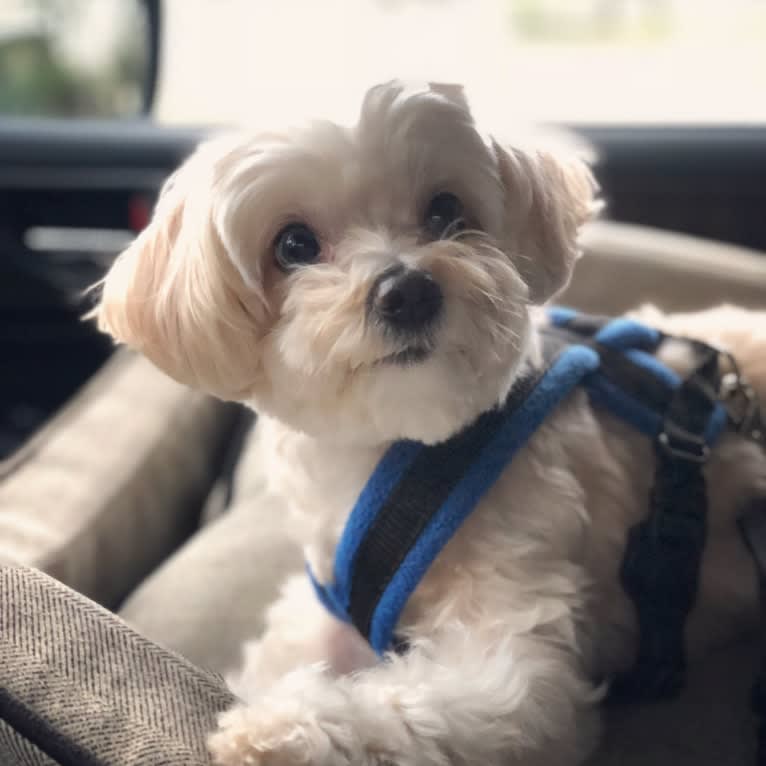 Sherman, a Maltipoo tested with EmbarkVet.com