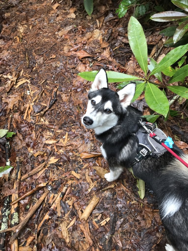 May, an Alaskan Klee Kai and Shiba Inu mix tested with EmbarkVet.com