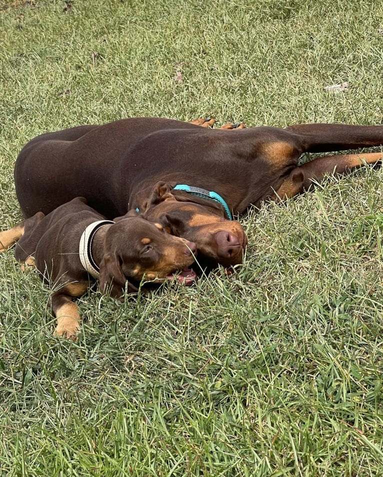 Darcy, a Doberman Pinscher tested with EmbarkVet.com