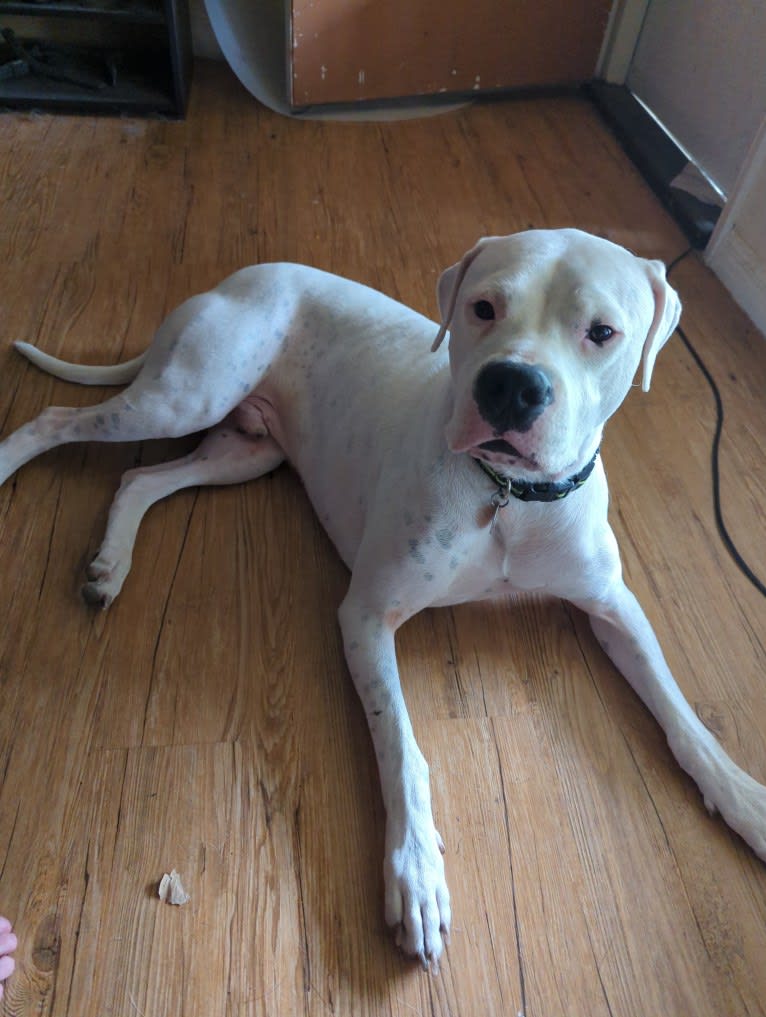 Atreus, a Dogo Argentino tested with EmbarkVet.com