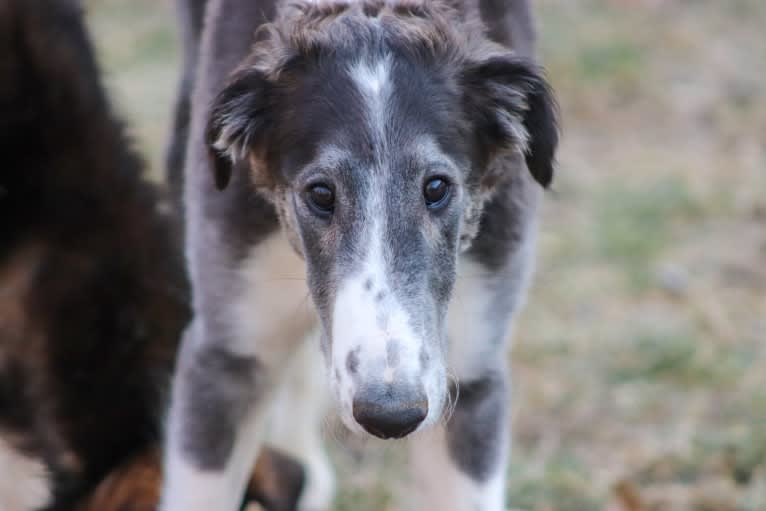 Zeal, a Borzoi tested with EmbarkVet.com