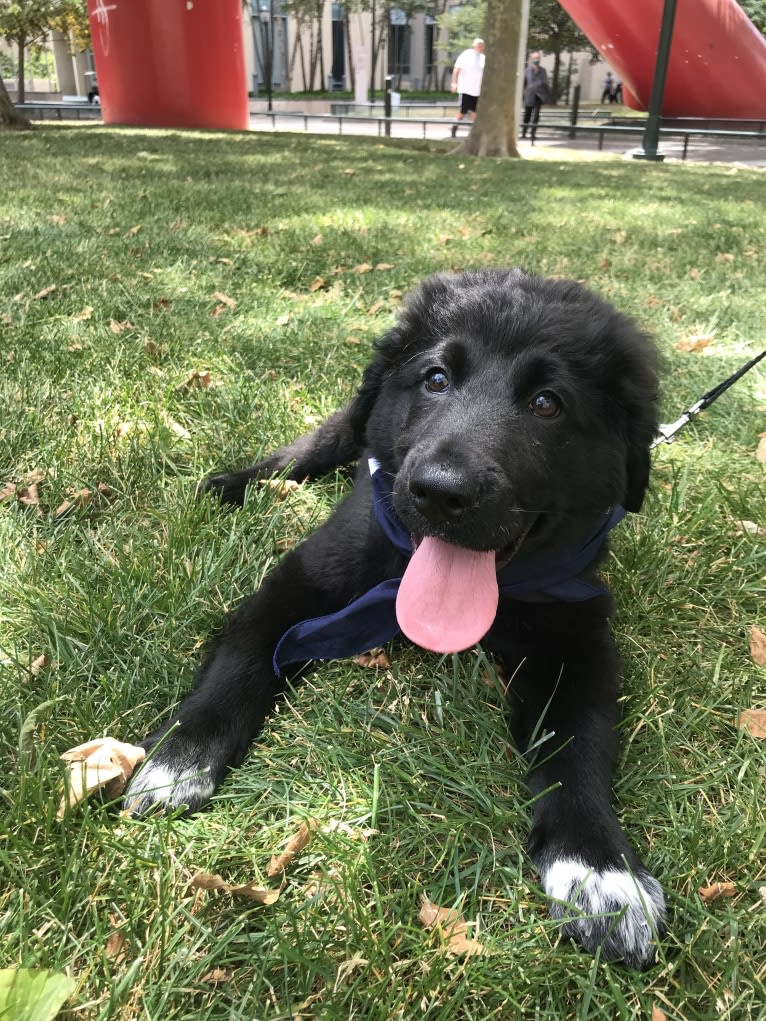 Mason, a Great Pyrenees and Labrador Retriever mix tested with EmbarkVet.com