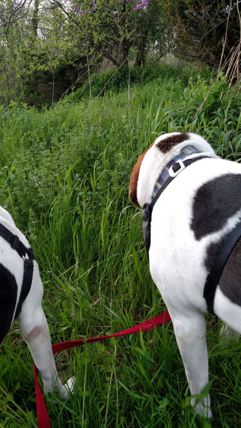 Little Joe, aka "Scar Face,"  Our #1 Hound Dog, a Treeing Walker Coonhound tested with EmbarkVet.com