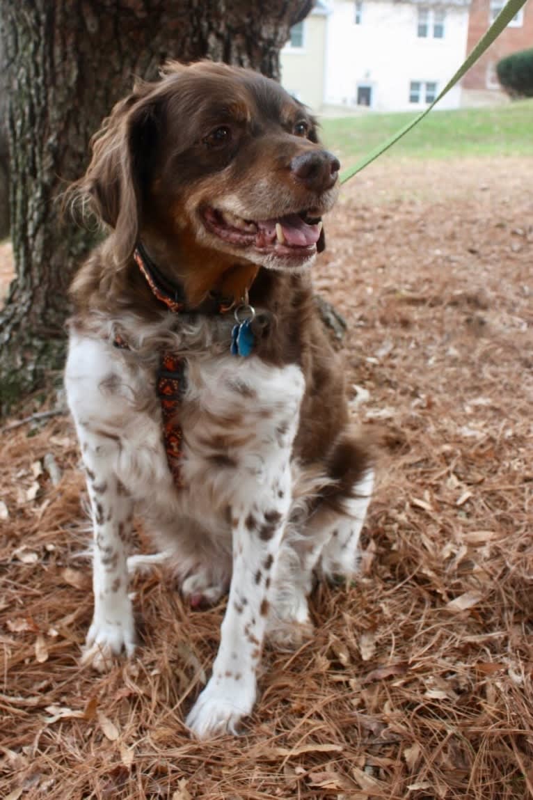 Teddy, a Brittany tested with EmbarkVet.com